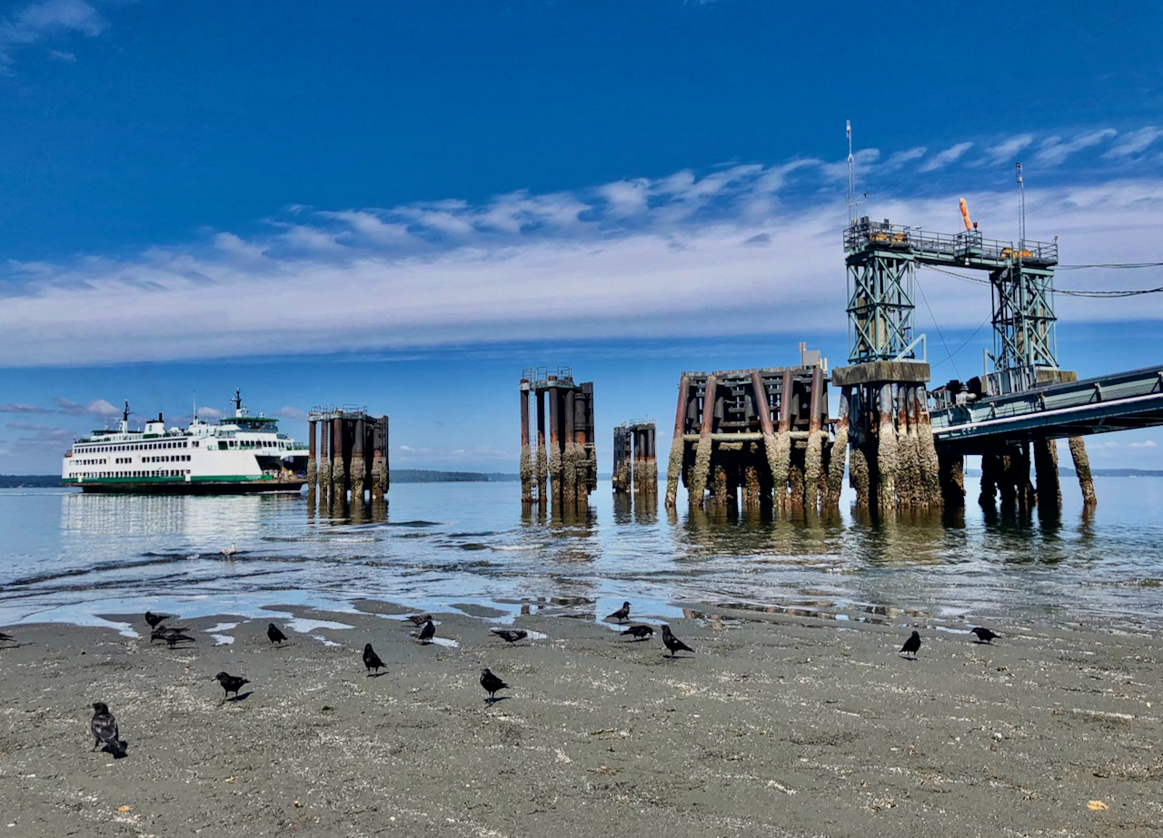 Low tide reveals sea life in West Seattle Westside Seattle